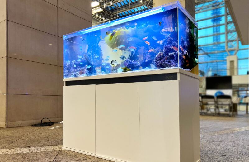 夏におすすめ！海水水槽のレンタル・メンテナンスについて 水槽画像５