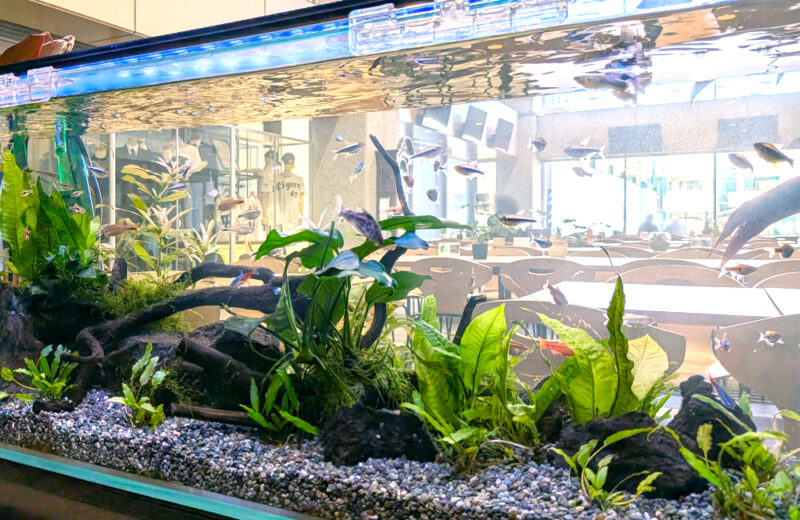 関東第一高等学校様の90cm水草水槽を定期メンテナンス！ 水槽画像３