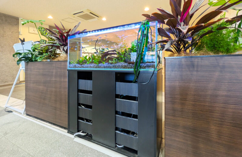 関東第一高等学校様の90cm水草水槽を定期メンテナンス！ 水槽画像５