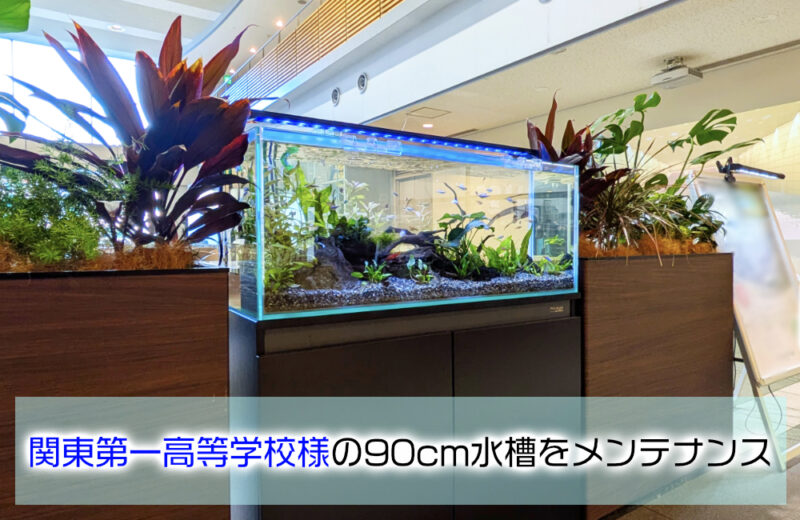 関東第一高等学校様の90cm水草水槽を定期メンテナンス！ 水槽画像１