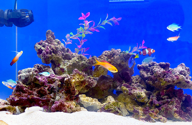 ライブロックと海水魚が泳ぐ青い背景の海水水槽