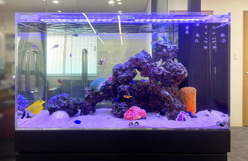 海水魚とライブロックを配置した青い照明の大型水槽