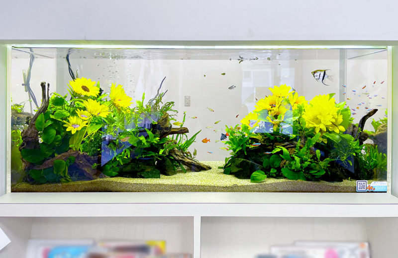 クリニック様の120cm埋め込み水槽・その後！季節の造花と美しい水草レイアウト 水槽画像２