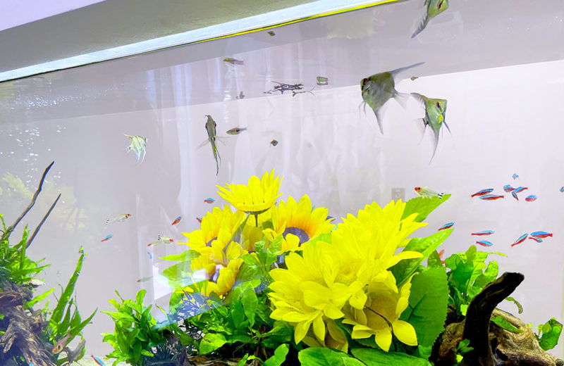クリニック様の120cm埋め込み水槽・その後！季節の造花と美しい水草レイアウト 水槽画像４