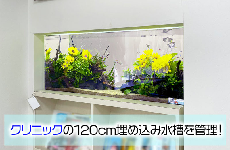 クリニック様の120cm埋め込み水槽・その後！季節の造花と美しい水草レイアウト 水槽画像１