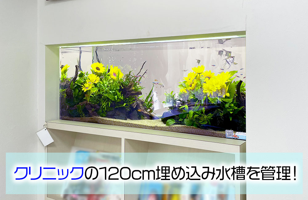 クリニック様の120cm埋め込み水槽・その後！季節の造花と美しい水草レイアウトのサムネイル画像