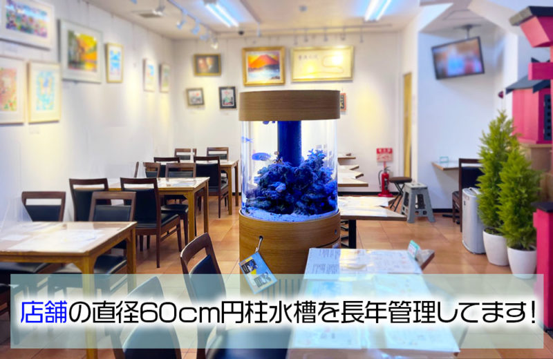 オフィスの店舗に設置されている60cm円柱水槽を管理！10年目の様子 水槽画像１