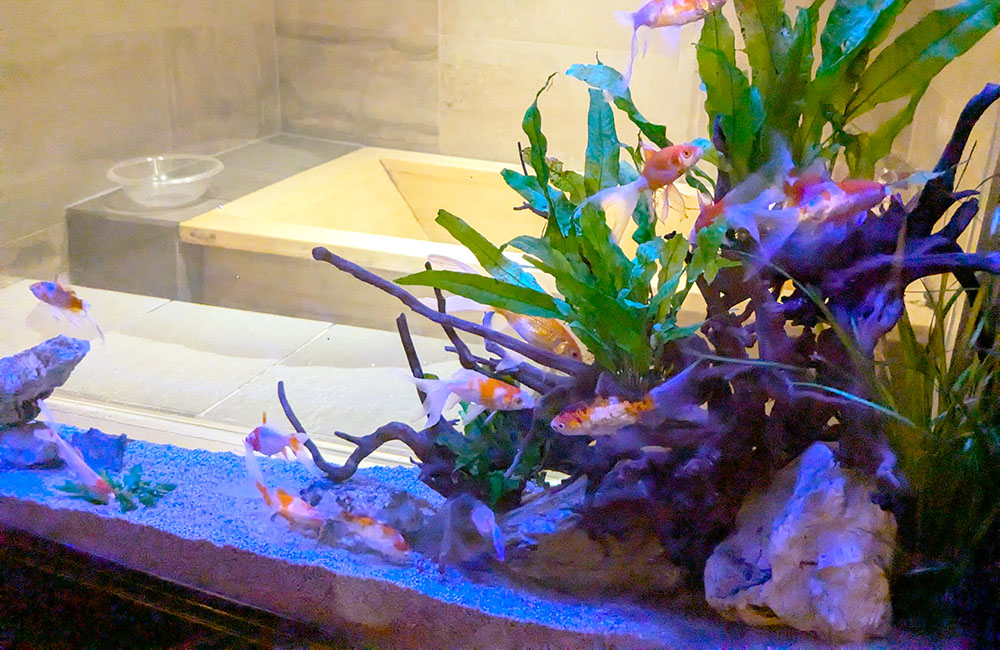 流木と水草が配置された水槽内を泳ぐ複数の金魚