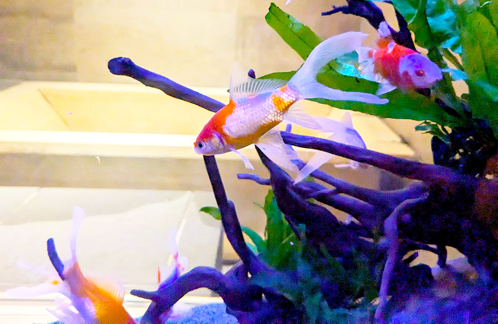 流木と水草の間を泳ぐ数匹の金魚と水槽レイアウト