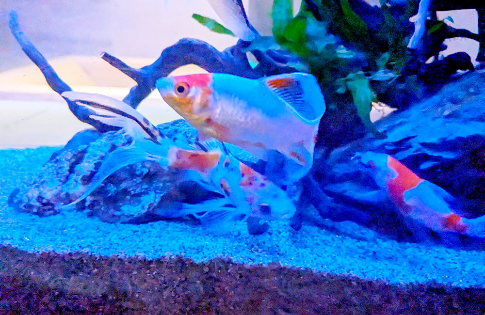 流木と水草のある水槽を泳ぐ金魚と熱帯魚の仲間
