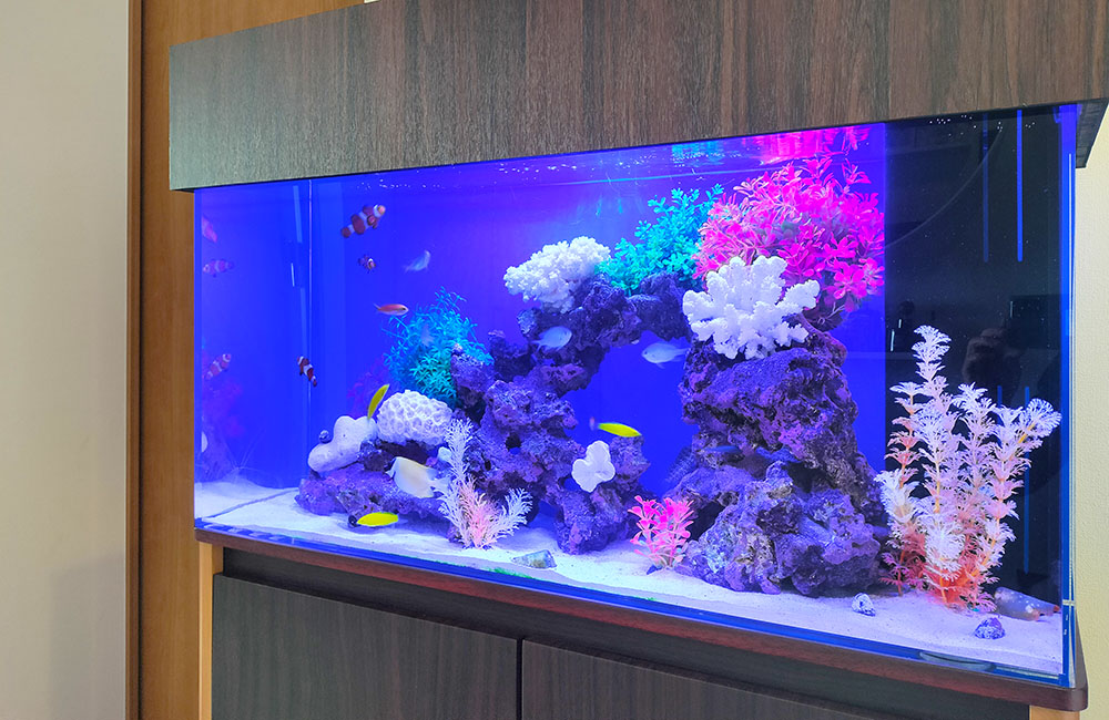 青い照明の海水魚水槽と白いサンゴのレイアウト