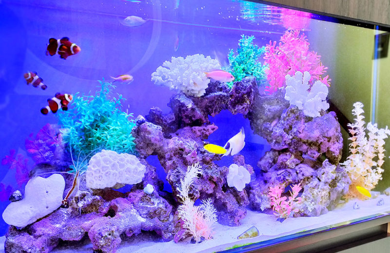 企業様の通路に90cm海水魚水槽をレンタルしています 水槽画像2