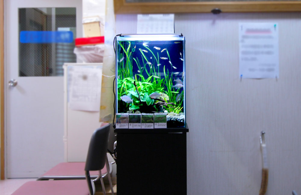 待合室に設置された水草と小型魚の縦長水槽