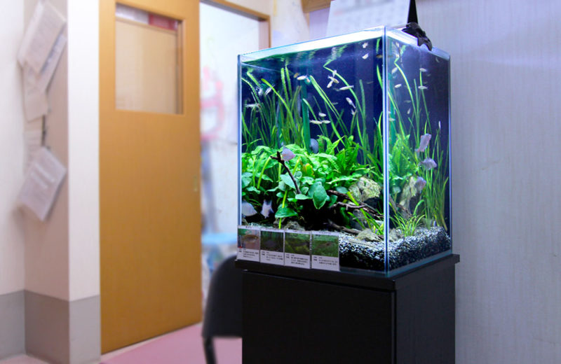 水草と小型魚が泳ぐ室内に設置されたハイタイプ水槽