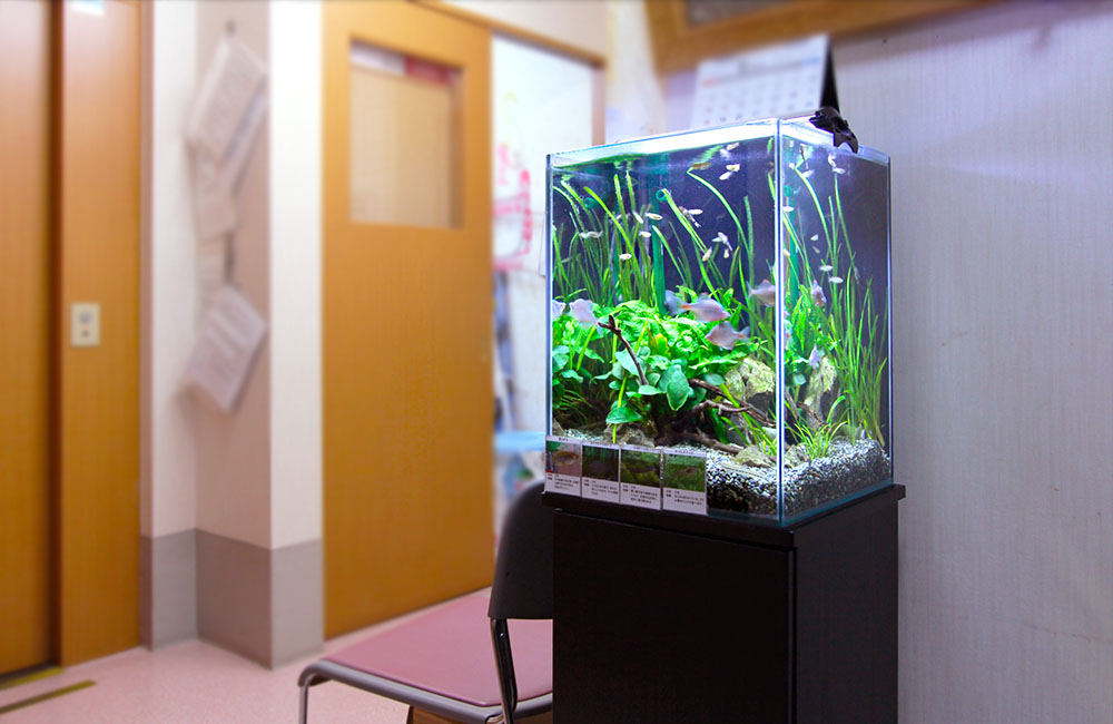 待合室に置かれた水草と小型魚のハイタイプ水槽