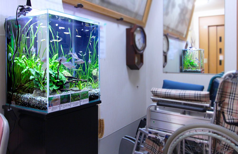 車椅子のある施設内に設置された熱帯魚水槽と水草の風景