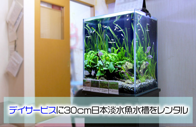 介護施設様の30cm水槽!メダカなど日本淡水魚が泳ぐ和みのアクアリウム 水槽画像1