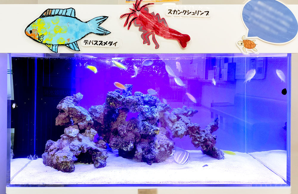 魚のイラストが貼られた海水魚水槽とライブロックのレイアウト