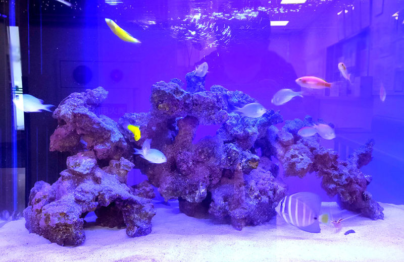 医療・教育施設様に90cm海水魚水槽をレンタル！子供たちに人気のアクアリウム 水槽画像４