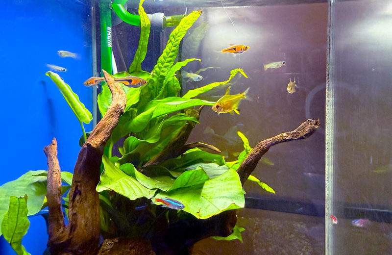 歯科クリニック様にお試し水槽をレンタル!30cmの淡水魚水槽 水槽画像3