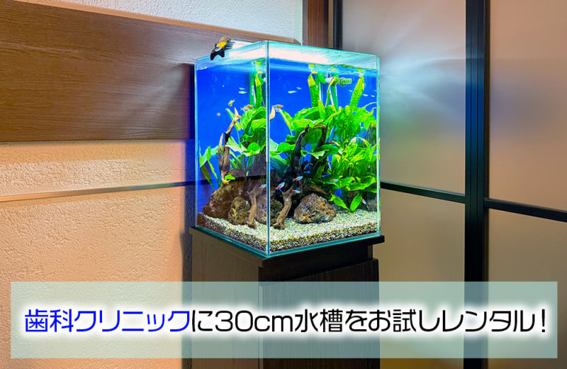 歯科クリニック様にお試し水槽をレンタル!30cmの淡水魚水槽 水槽画像1