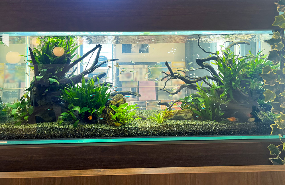流木と水草を配置した大型の淡水魚水槽レイアウト