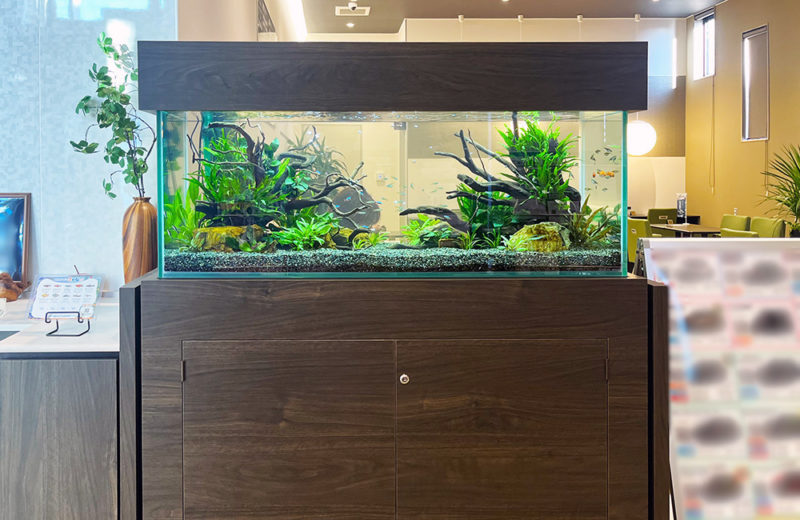 京都トヨペット株式会社・宇治店様に120cm淡水魚水槽をレンタル! 水槽画像2