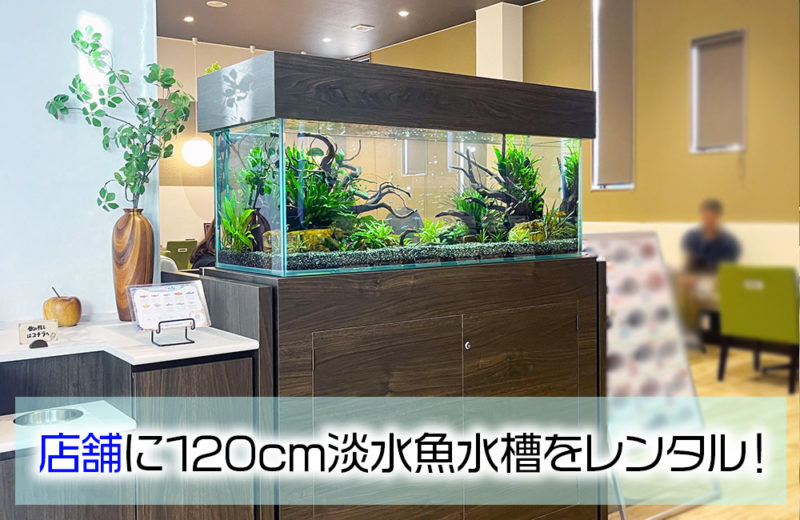 京都トヨペット株式会社・宇治店様に120cm淡水魚水槽をレンタル! 水槽画像1