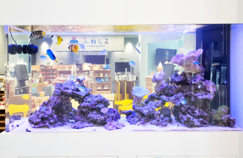 商船三井ミュージアム「ふねしる」様のサンゴ水槽!1.6m水槽に魚を導入 水槽画像3