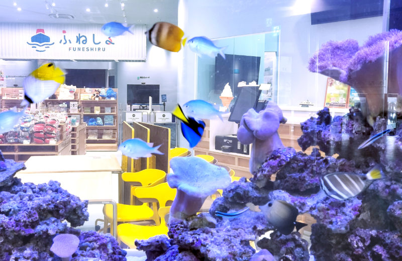 商船三井ミュージアム「ふねしる」様のサンゴ水槽!1.6m水槽に魚を導入 水槽画像4