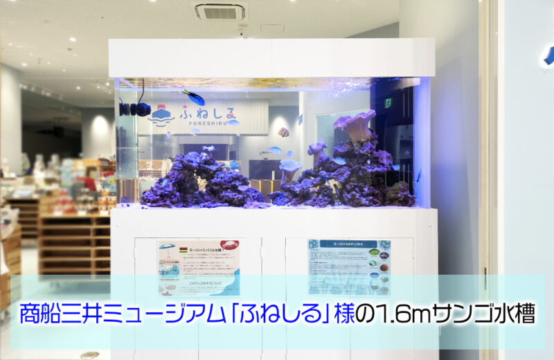 商船三井ミュージアム「ふねしる」様のサンゴ水槽!1.6m水槽に魚を導入 水槽画像1