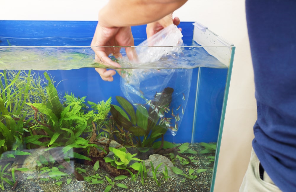 水槽に魚の入った袋を浮かべて水合わせを行う手元