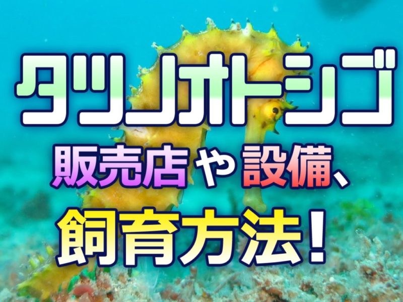 タツノオトシゴ販売店や設備、飼育方法の見出し画像