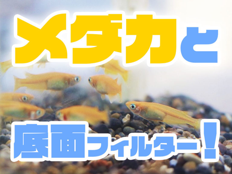 メダカと底面フィルターの文字が入った見出し画像