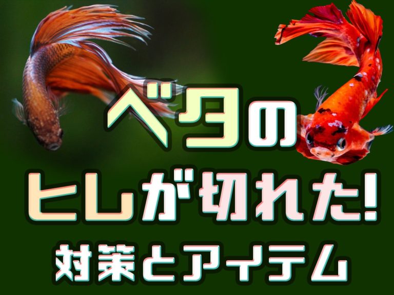 ベタのヒレが切れた！ベタを守る対策とおすすめアイテム3選を解説です！のサムネイル画像