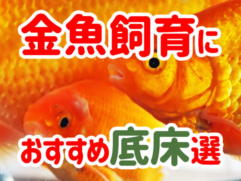 金魚におすすめの底床10選!飼育目的に合わせた底床を紹介します