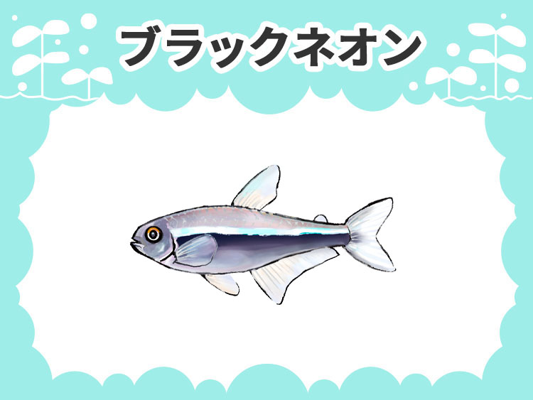 ブラックネオンのお魚図鑑