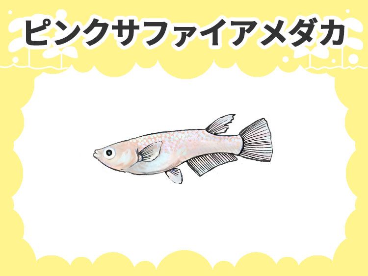 ピンクサファイアメダカのサムネイル画像