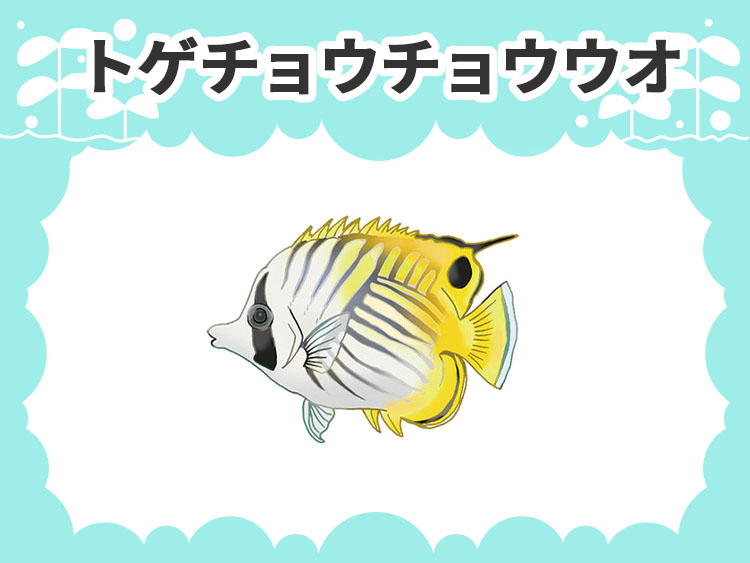 トゲチョウチョウウオのお魚図鑑