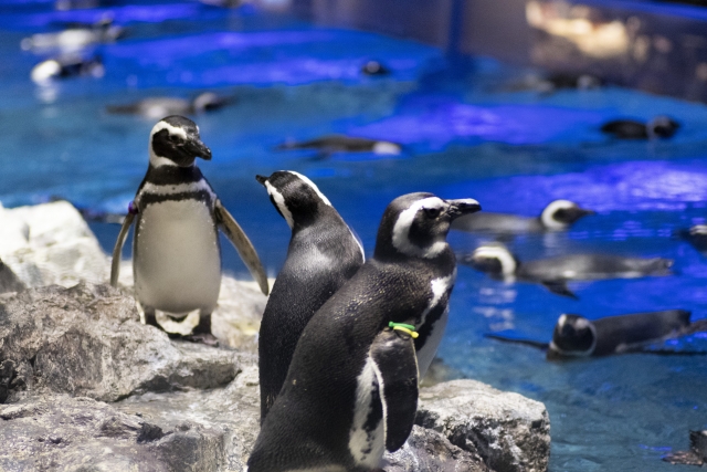 青い水面のプールと岩場に集まるペンギンの群れ