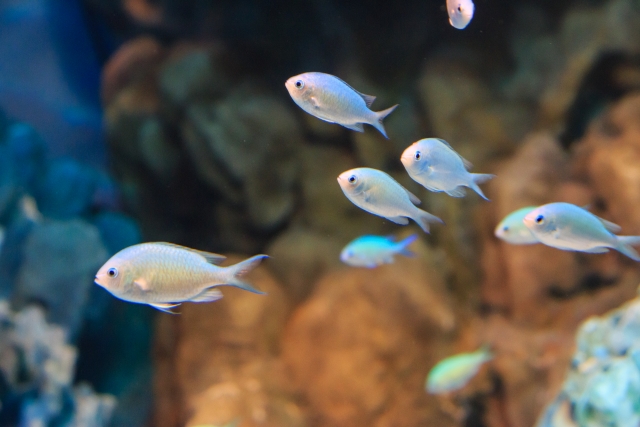 水槽内を群れで泳ぐ青白い小型の海水魚と岩の背景