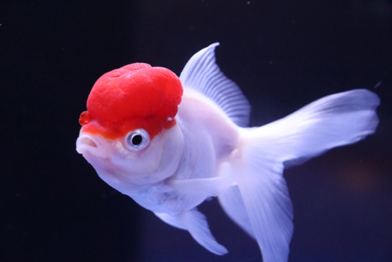 頭部が赤い肉腫で覆われた白い金魚の横顔