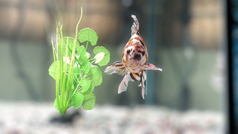 水草の横を正面に向かって泳ぐ三色模様の金魚