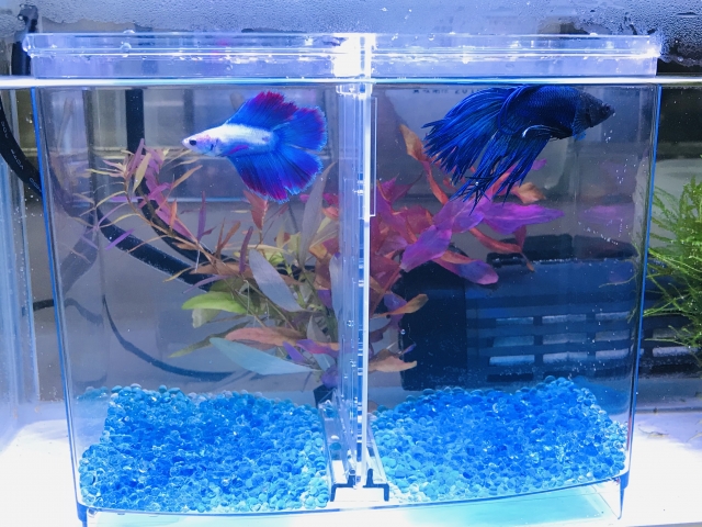 仕切り付き水槽で泳ぐ2匹のベタと青い底砂の風景