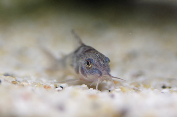 砂利の上に静止するコリドラスの仲間の正面写真