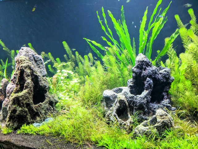 岩と多種の水草を配置したネイチャーアクアリウムの水槽内景