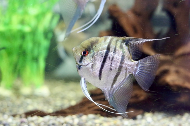 水草と流木を背景に泳ぐエンゼルフィッシュの仲間