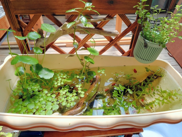 水草と流木を配置したプランターのビオトープ