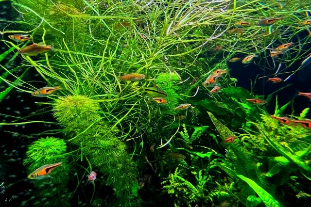 水草が茂る水槽内を泳ぐ小型の熱帯魚の群れ
