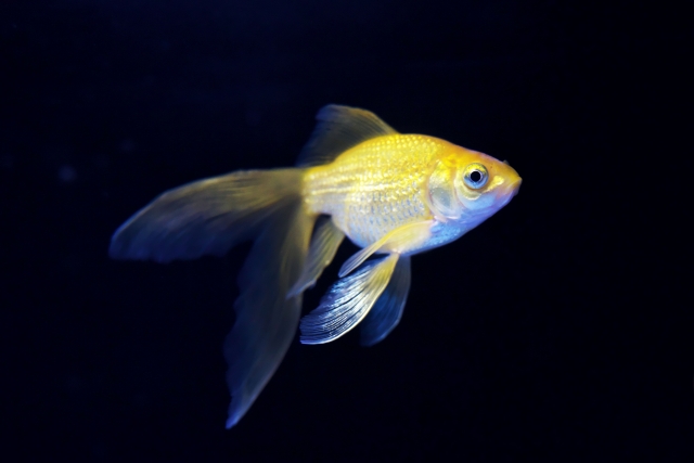 暗い背景を泳ぐ長い尾ひれを持つ金色の金魚